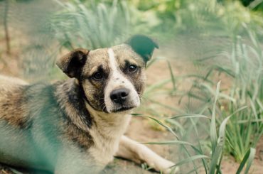 ÚLTIMA HORA SOBRE EL SERVICIO DE RECOGIDA DE ANIMALES ABANDONADOS